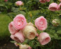 hans-gonewein-rose9