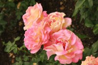 inspiration-279