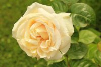 madame-anisette