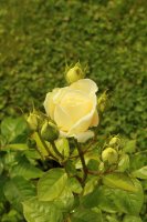 madame-anisette2