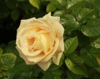 madame-anisette3