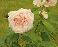 maxima-romantica-752