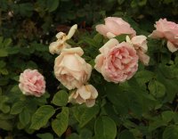 maxima-romantica753