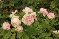 maxima-romantica754