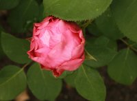 mon-petit-chou8