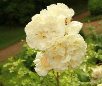 petticoat