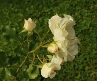 petticoat2