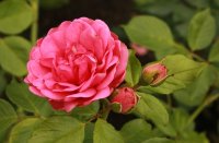 pink-piano-543