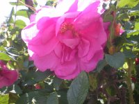      r.majalis x r. rugosa     