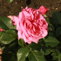 romina-1