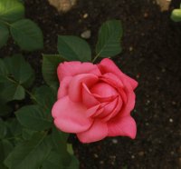 romina-9