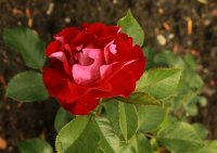 rose-der-einheit
