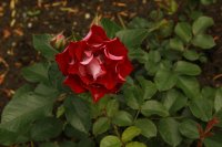 rose-der-einheit2