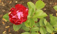 rose-der-einheit3