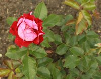 rose-der-eninheit