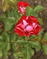 rose-der-eninheit5