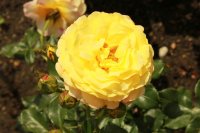 rose-der-hofnung
