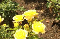 rose-der-hofnung632