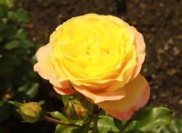 rose-der-hofnung633