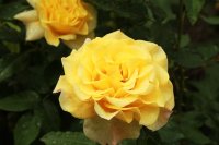 sunny-sky3
