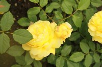 the-poets-wife2