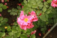 unicef-rose