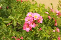 unicef-rose2