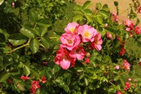 unicef-rose3