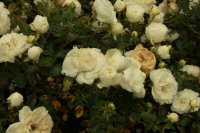 white-babyflor
