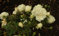 white-babyflor2