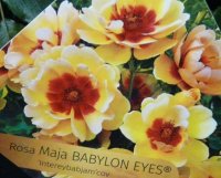 babylon-eyes