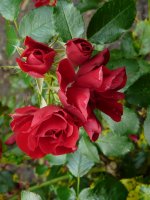 centro-rose
