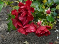 centro-rose2