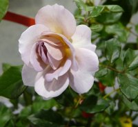 lady-parfume