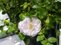 lady-parfume2