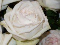 white-ohara
