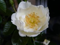 white-star-harqil