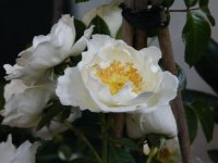 white-star