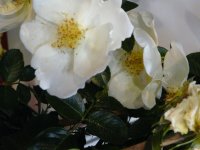 white-star2