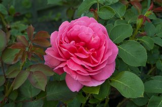 margaret_mcgredy