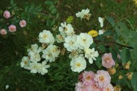   Moonlight Pembertona