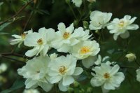  Moonlight Pembertona