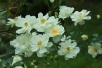  Moonlight Pembertona