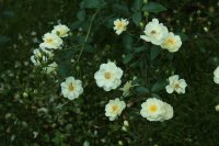   Moonlight Pembertona