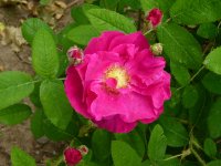 rg-officinalis-a.jpg