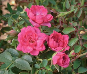 pheno-geno-roses-asteria-pixie-garden-roses