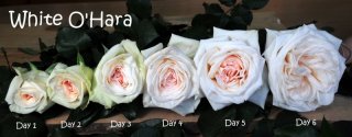white-ohara-002