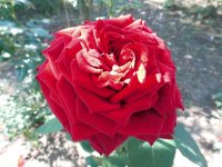 red-knight3