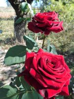 red-knight4