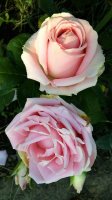 geraldine3